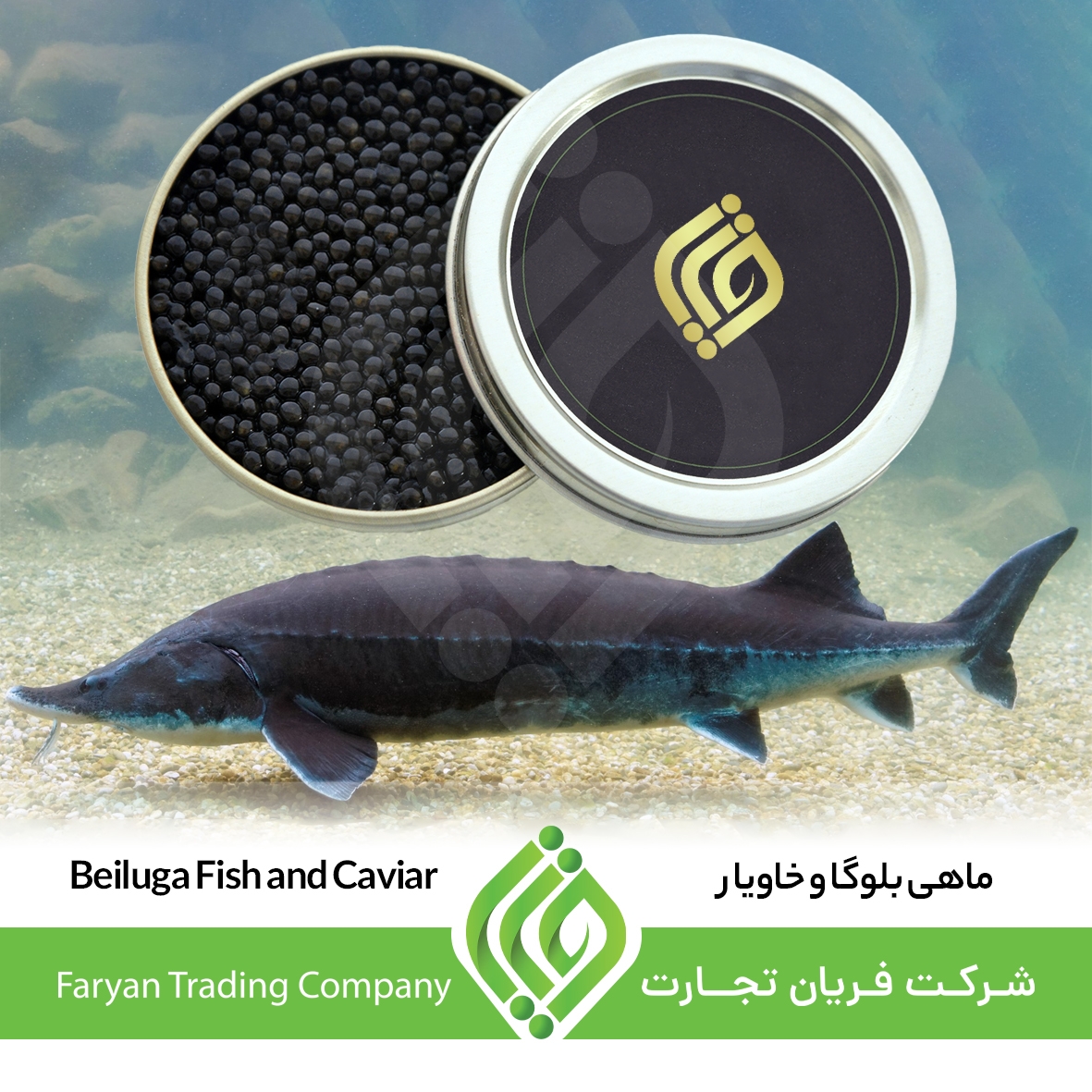 Sturgeon and beluga fish