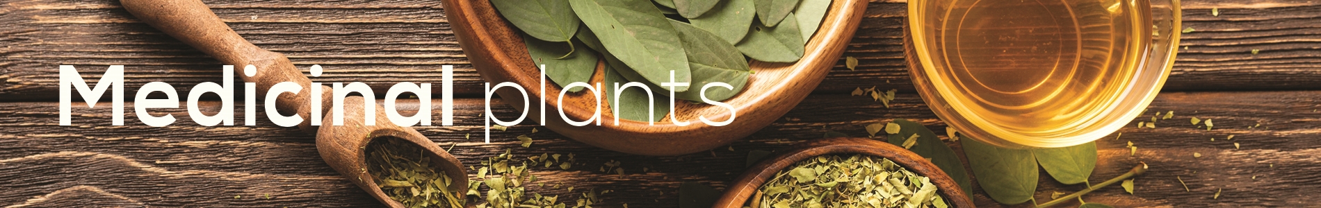 Medicinal Plants